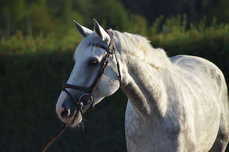 Eleganter Schimmel mit Trense auf einer Schweizer Reitanlage, Ratgeber zum Pferdekauf auf RideBase