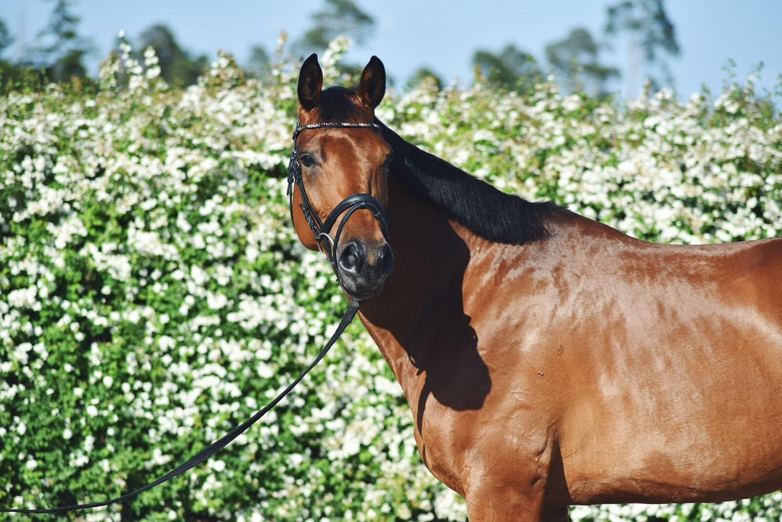 Bay gelding with a bridle in front of a white flowering hedge, guide to selling a horse in Switzerland