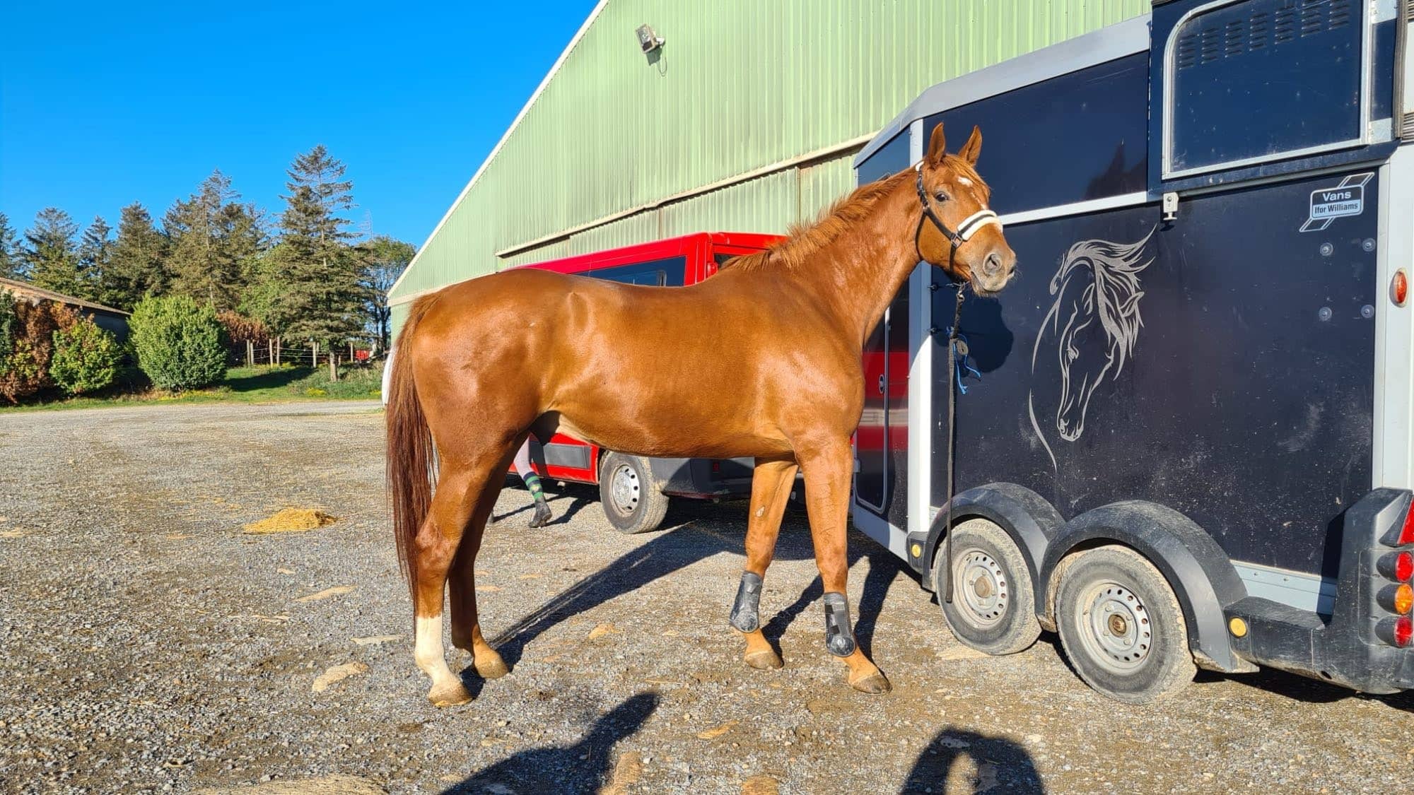 VERKAUF – SELLE-FRANÇAIS-WALLACH, 7 JAHRE, 180 CM